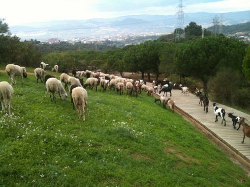 Foto de www.parcnaturalcollserola.cat